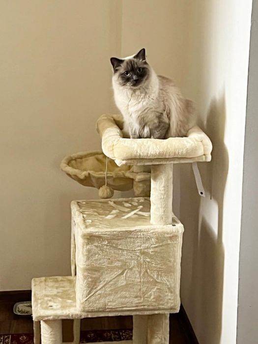 Drapak Dla Kota Wieża Legowisko Domek Jaskinia Rampa Beżowy Nowy