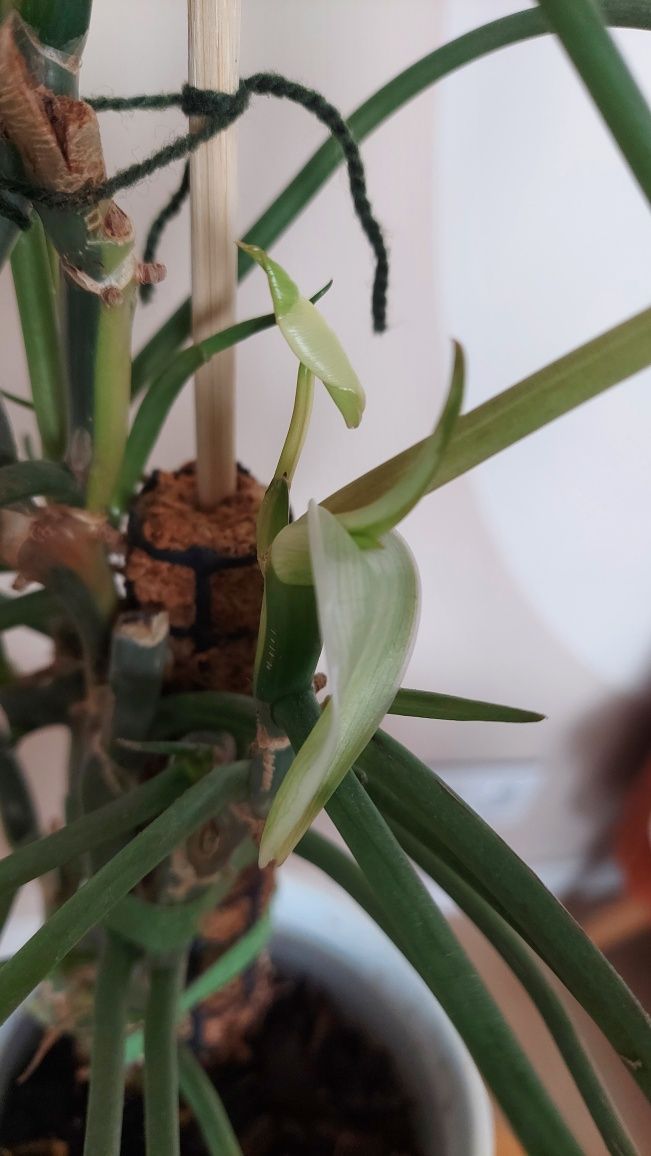 Philodendron burle marx variegata