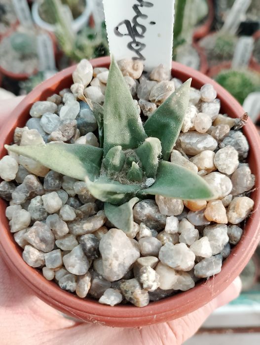Кактус ariocarpus trigonus