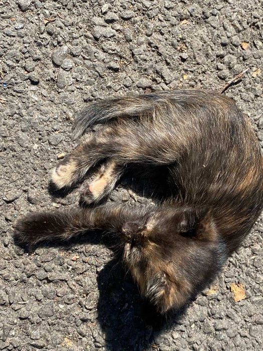 Кошеня в добрі руки з доставкою по Хмельницькій області