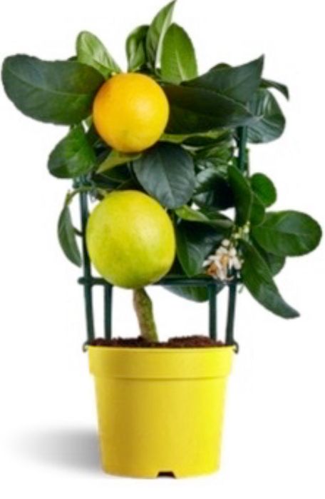 Bonsai Árvores Fruto várias variedades - portes grátis