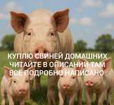 Поросята Сільгосп Тварини