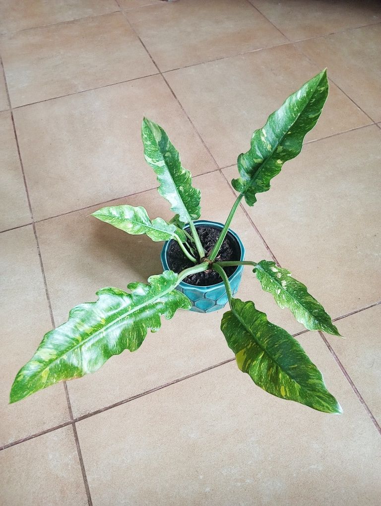 Philodendron ring of fire