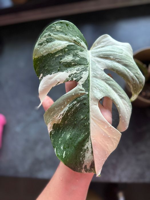Monstera deliciosa variegata