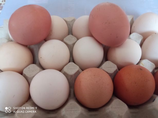 Продам пищевое яйцо домашних курочек