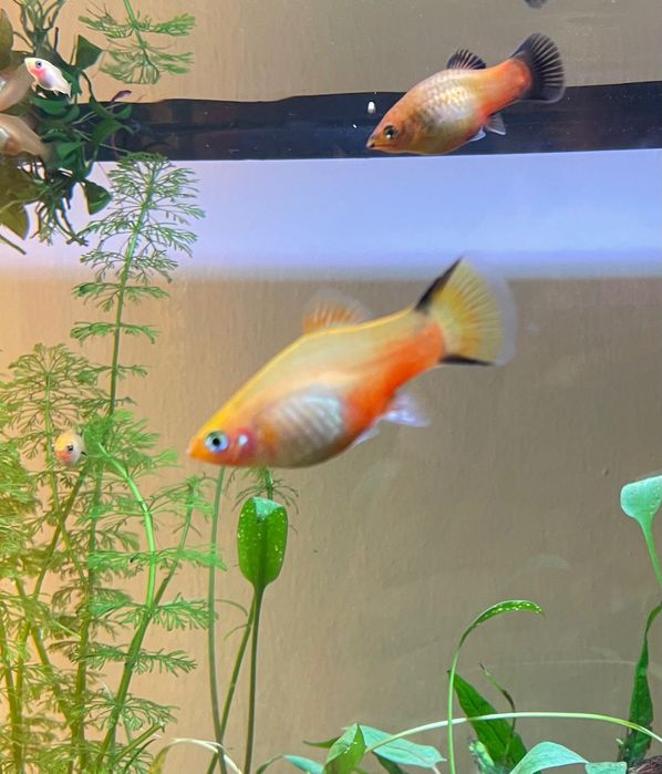 Peixes Platy Amarelos