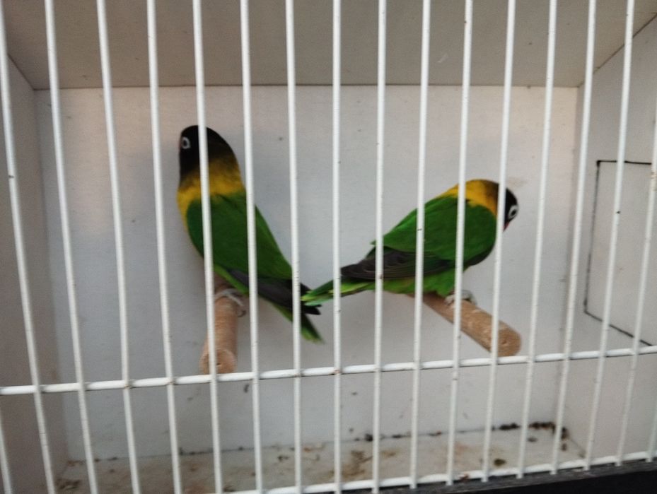 Nierozłączeki  czerwonoczelne para