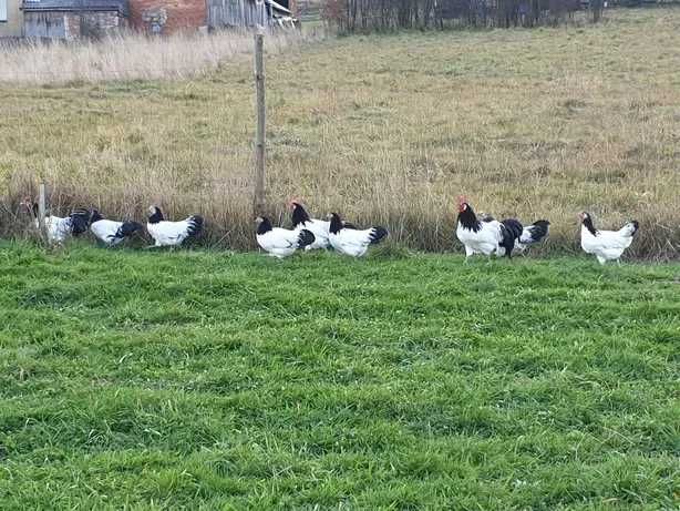 Jaja lęgowe lakenfelder lakenvelder jajka wysyłam  biało czarne