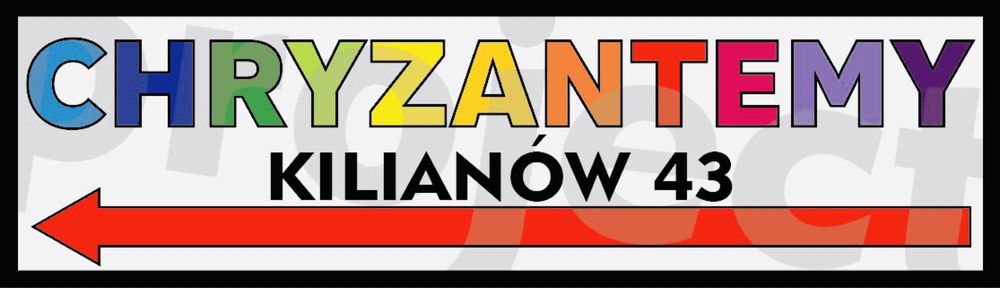 Chryzantemy chryzantemy