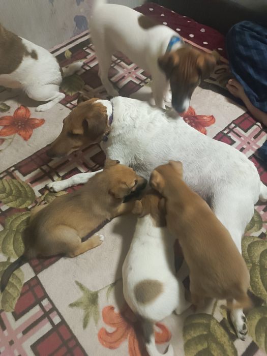 Цуценята.Фокс тер'єр метиси,дівчатка.Собака