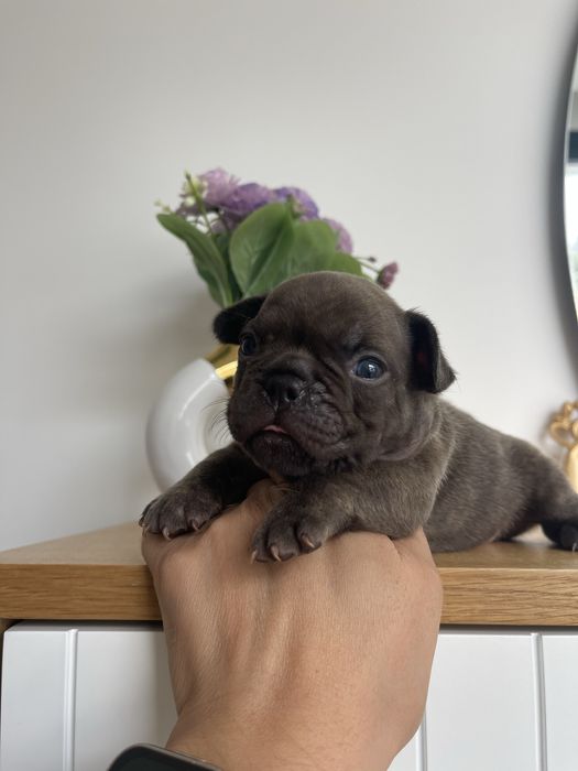 Bulldog  frances  chocolate  brindle