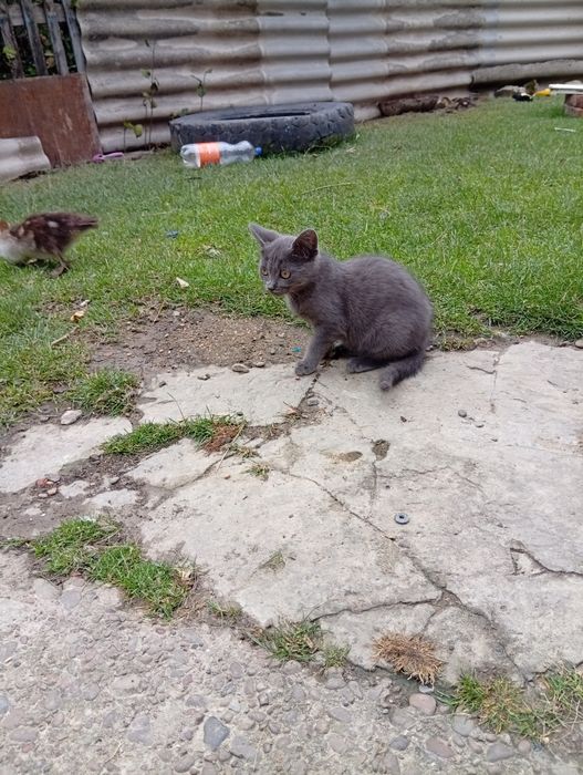 Віддам у добрі руки