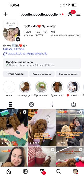 Красуня той пудель