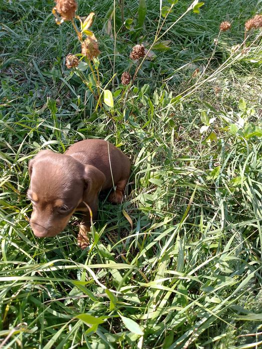 Мини таксы щенки черные и шоколад