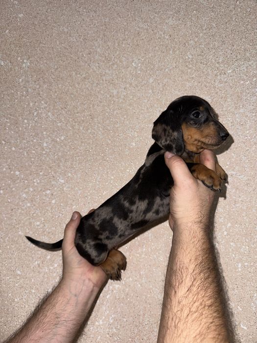 Класна дівчинка такса мраморна