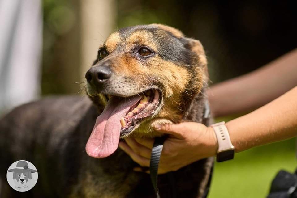 Klusek szuka domu na ostatnie lata życia