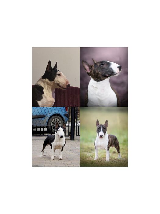Bulterier Miniaturowy Miniature Bull Terrier Samiec