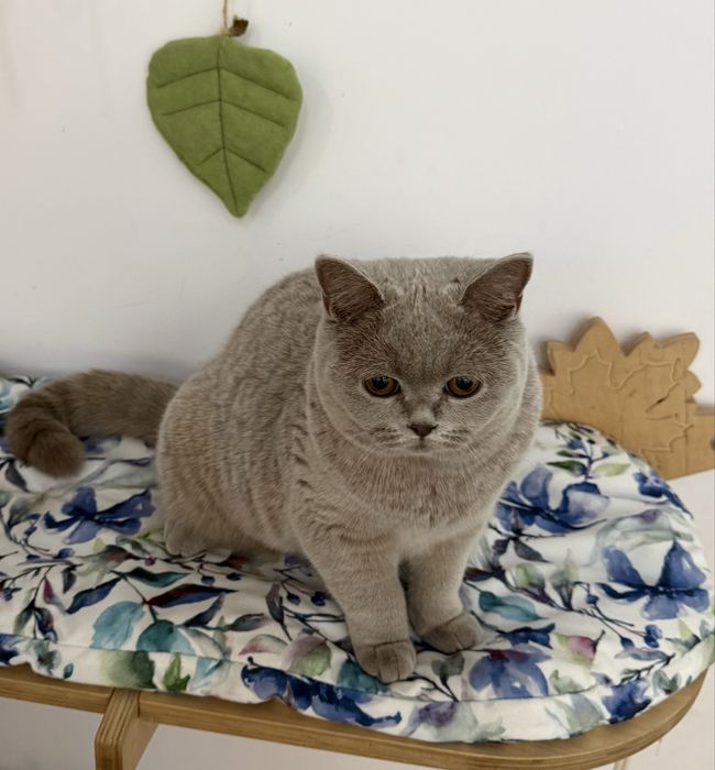 Kotka brytyjska krótkowłosa liliowa (BRI c) – opcja hodowlana