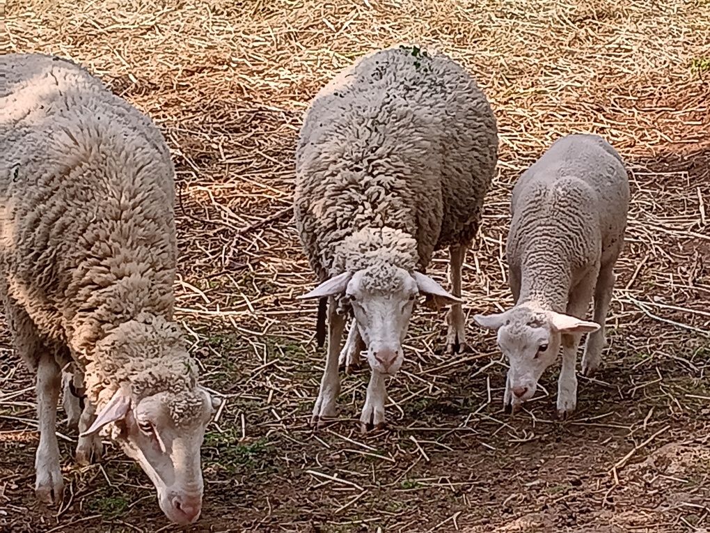 Borrego nascido em março
