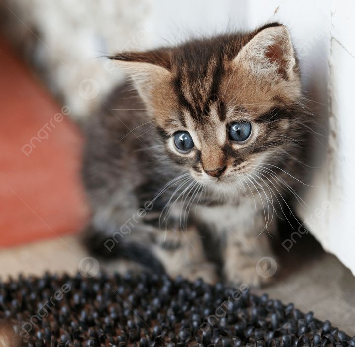Gatos para dar ideal para crianças