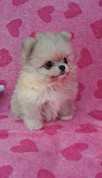 Szpic miniaturowy pomeranian