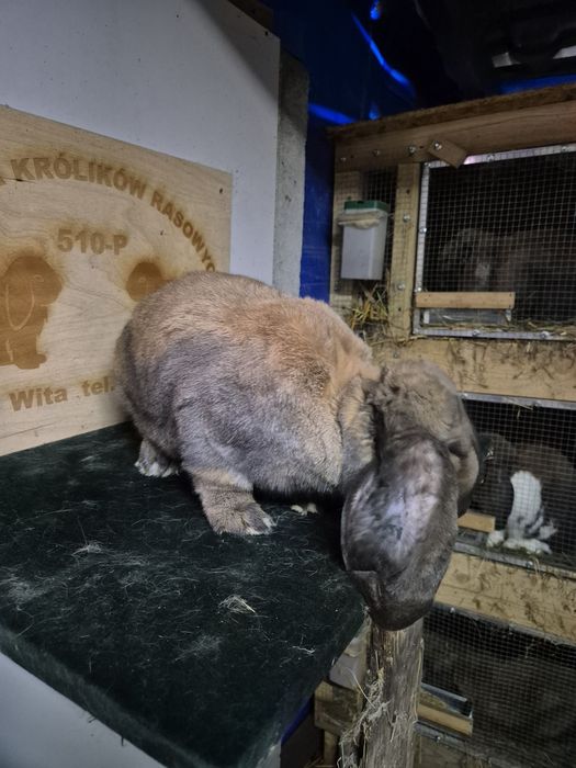 Baran Francuski Madagaskar samiec