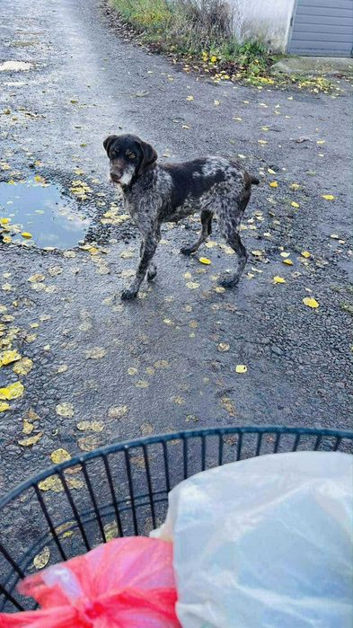 Віддаємо в добрі руки