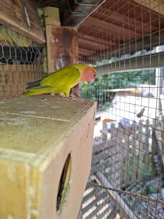 Diis casais de agapornis para cedencia