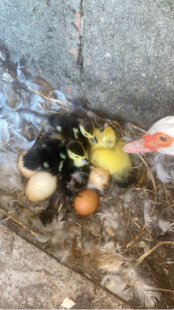 Patos mudos para cedencia