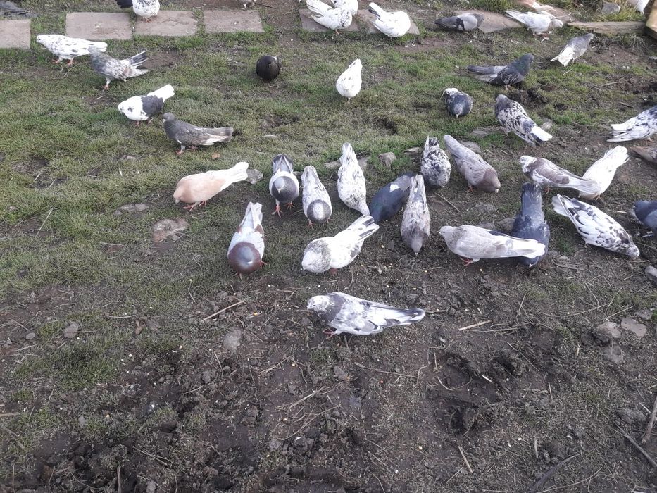 Mikołajewskie gołębie