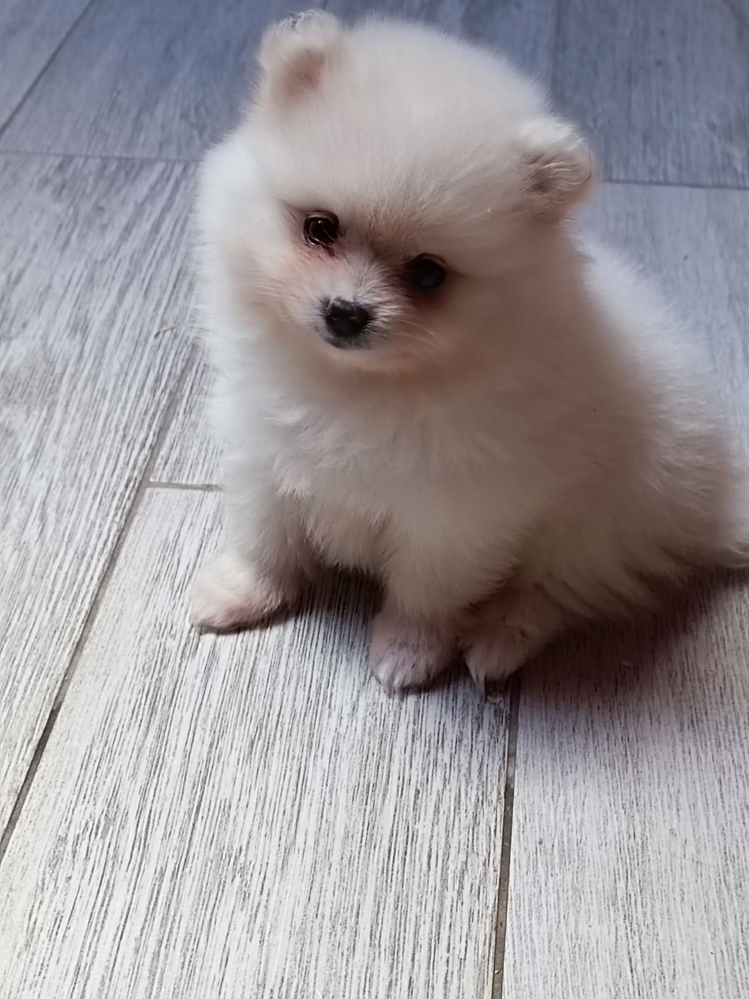 Pomeranian piesek