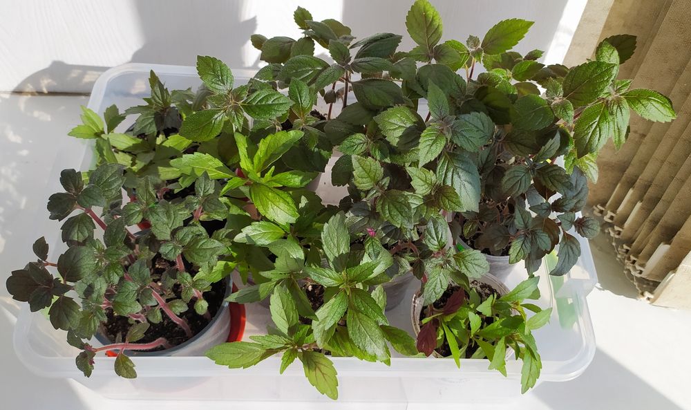 АХИМЕНЕСЫ. Ризомы ахименесов