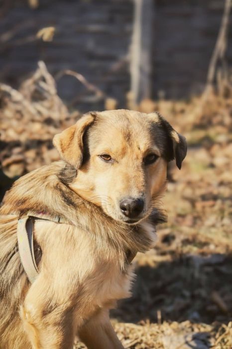 Bolek szuka kochającego domu