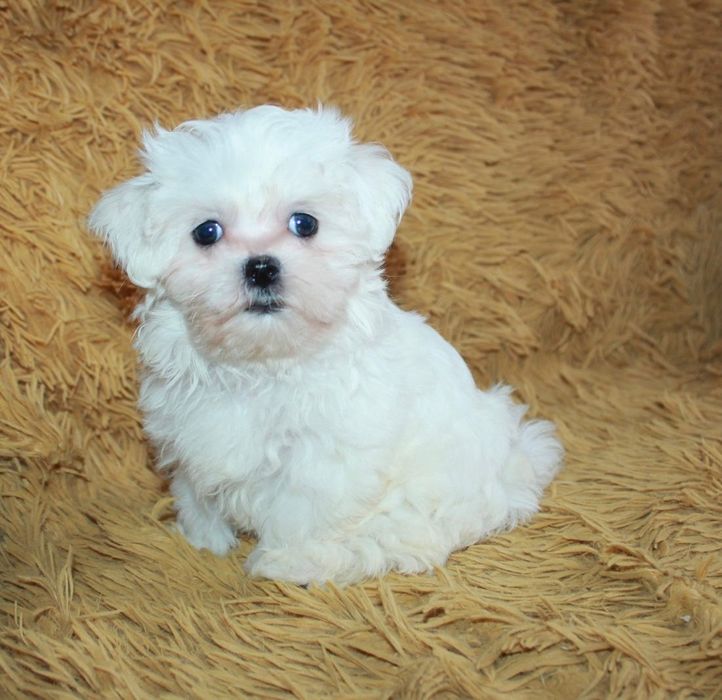 Maltańczyk suczka do odbioru!!!