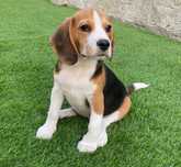 Beagle pais com lop e afixo