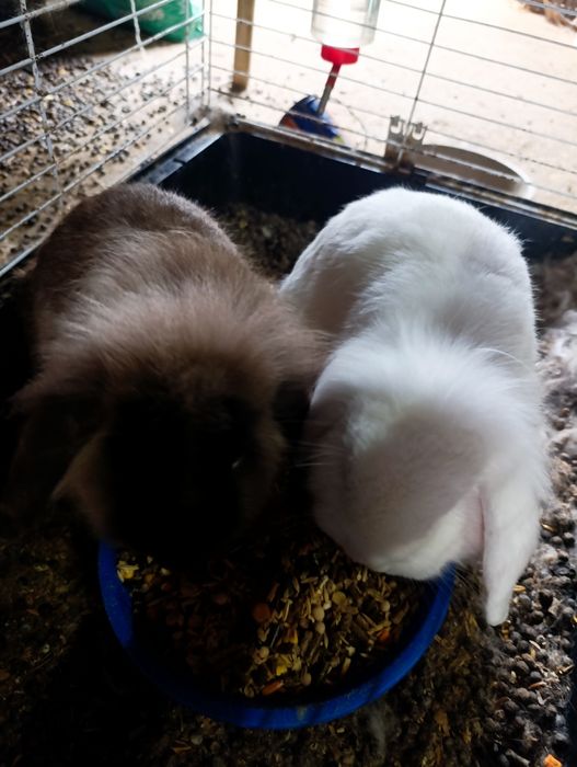 4 coelhos anões para venda