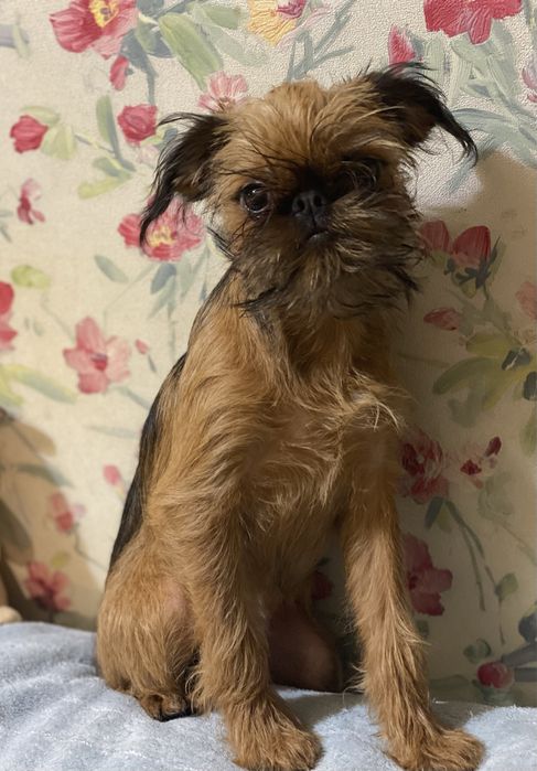 Брюсельський гриффон