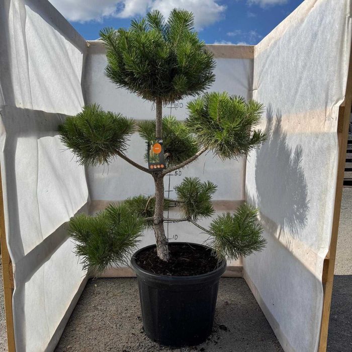 Sosna bonsai – unikatowe drzewko ogrodowe o wyjątkowej formie