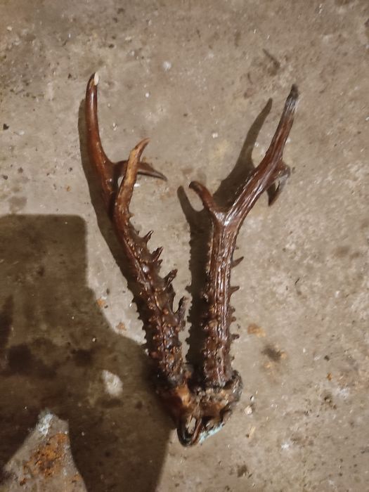 Продам роги оленя