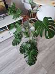 Monstera dziurawa