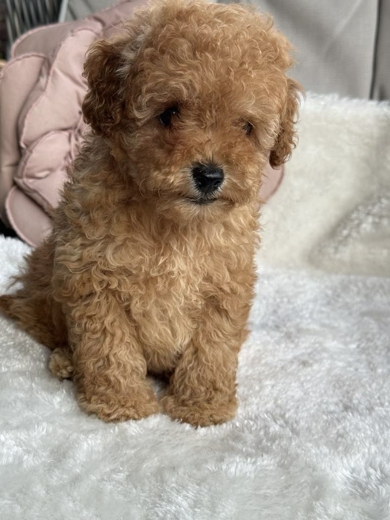 Przesliczna dziewczynka Cavapoo