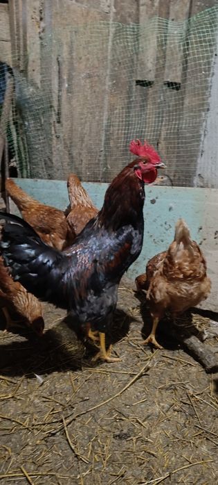 Яйця на інкубацію