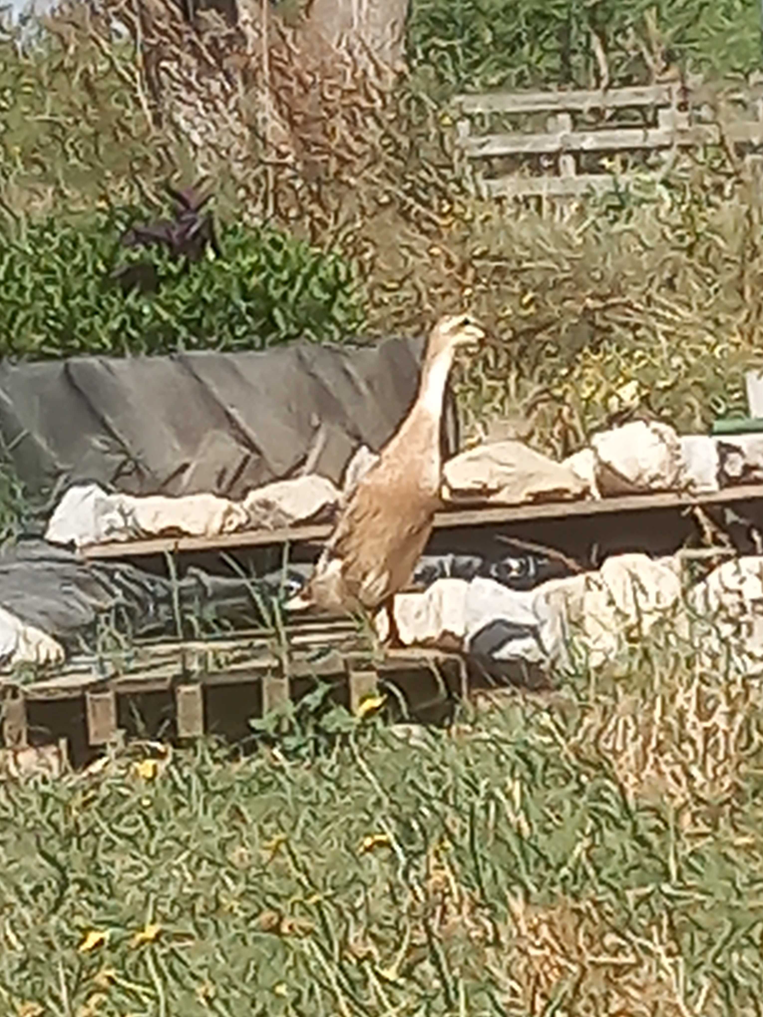 Patos corredores indianos