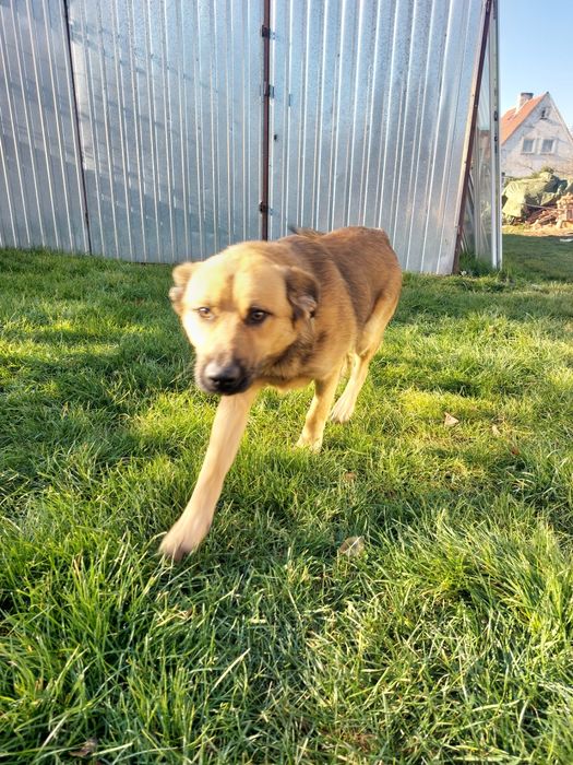 Szczeniak 7 miesięcy