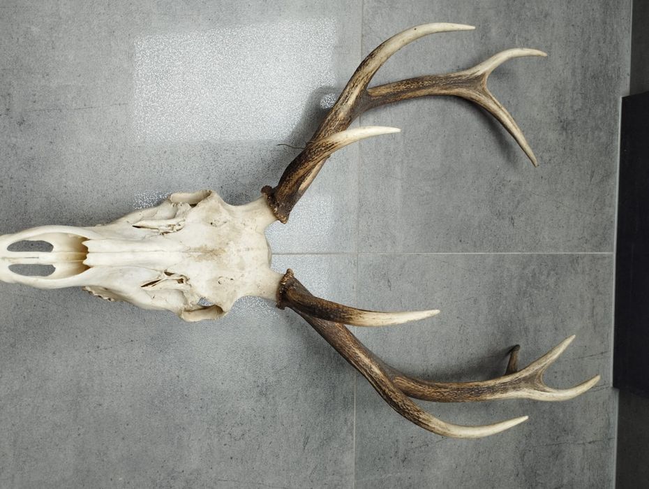 Sprzedam poroże tanio.