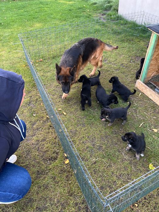 Oddam pieski mama owczarek niemiecki długowłosy