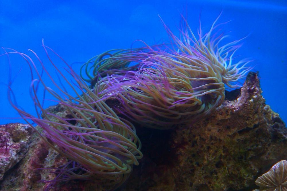 Sprzedam ukwiał Anemonia viridis, morskie