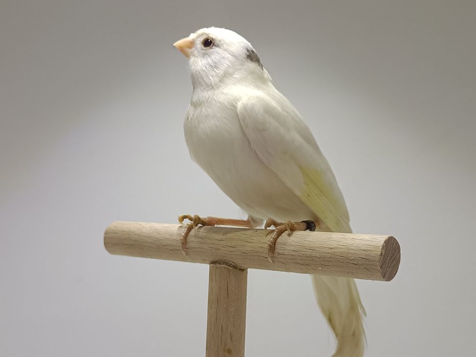 Kanarek kanarki slavujar