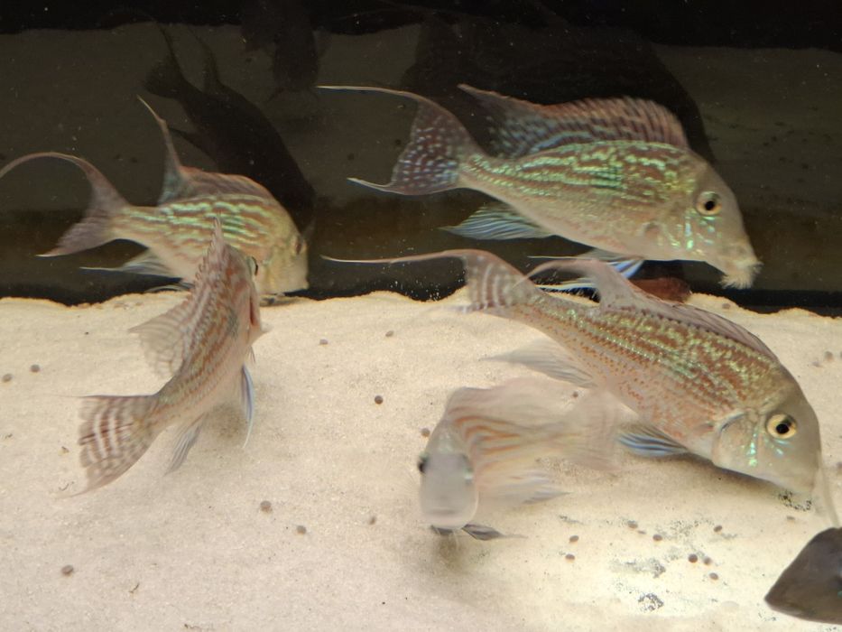 Ziemiojad sveni 6 sztuk