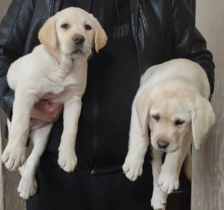 Шоколадный Лабрадор с Документами ЧИП Доставка в Германию